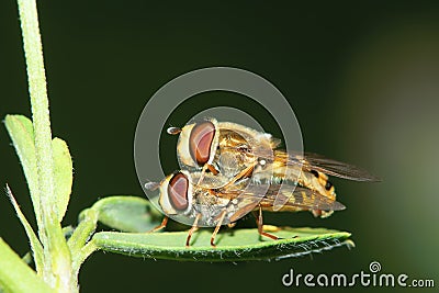 Hover fly