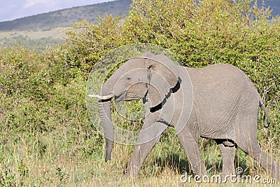 A huge African elephant moving in Savanna grassland, Masai mara, kenya