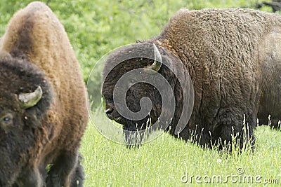 Huge American bisons