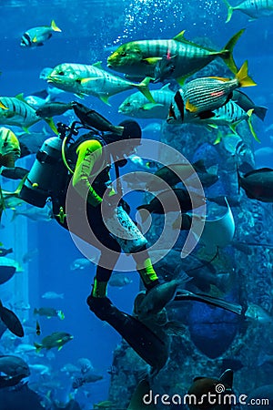 Huge aquarium in Dubai. Diver feeding fishes.