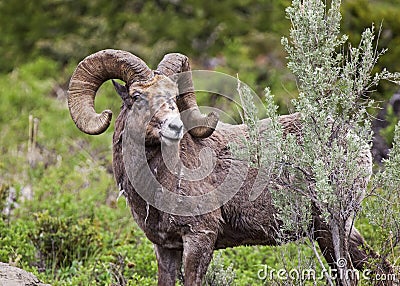 Big Horn Sheep trophy ram