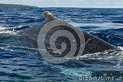 Huge close up Humpback whale back and tail going down in blue polynesian sea