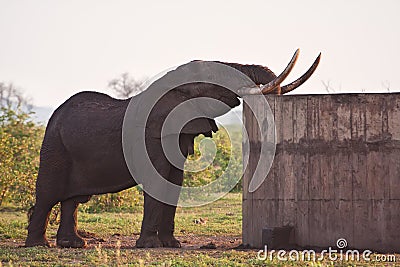 Huge elephant bull drinking water