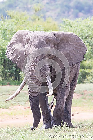 Huge elephant bull walking in the hot sun away from water