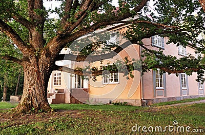 Huge oak tree near the old mansion