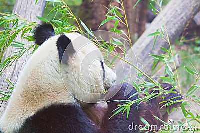 Huge panda bear