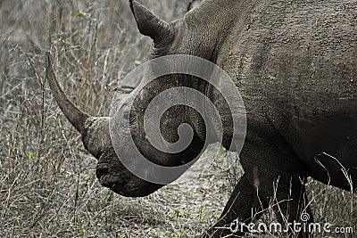 Huge Rhino