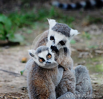 Hugging lemurs