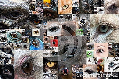 Human and animal eyes