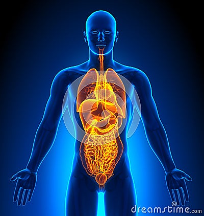 Medical Imaging - Male Organs Stock Images - Image: 30057964