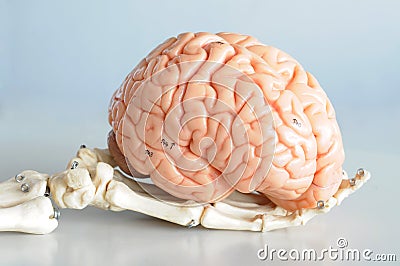 Human brain