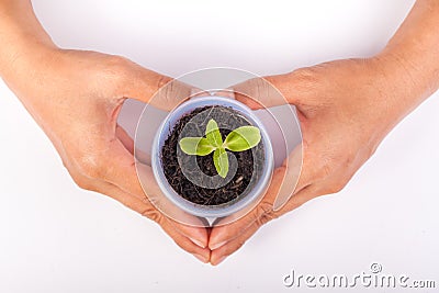 Human hands holding green small plant new life concept.