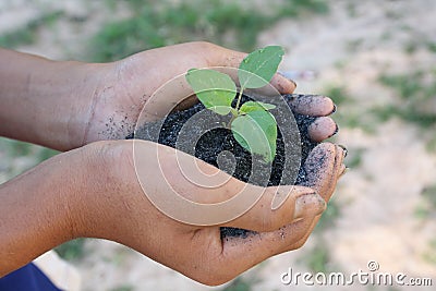 Human hands holding green small plant new life concept.