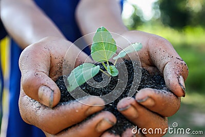 Human hands holding green small plant new life concept.