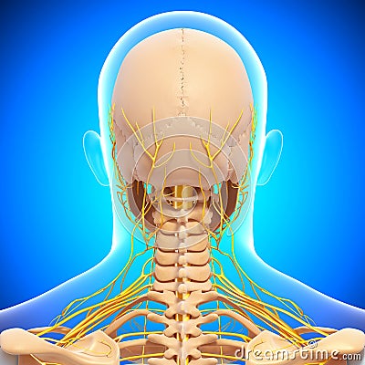 Half View Of Nervous System Of Throat And He