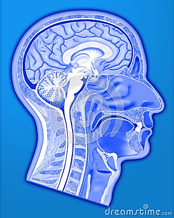 Human head structure