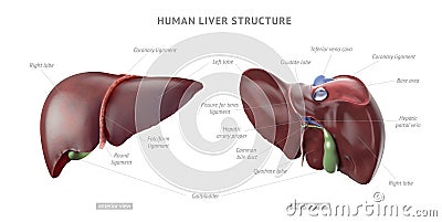 Human Liver Anatomy Stock Illustration - Image: 58429827