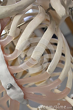Human Skeleton Anatomical Model, Ribs