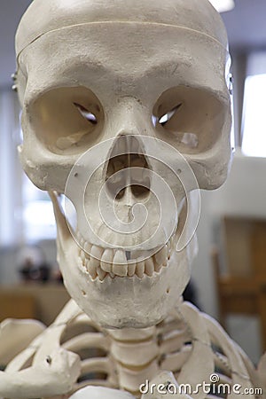 Human Skull Anatomical Model