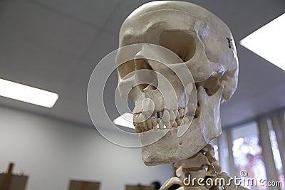 Human Skull Anatomical Model