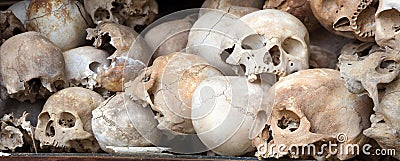 Human Skull Series 01