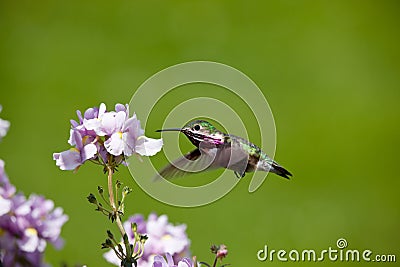 Humming bird with flowers