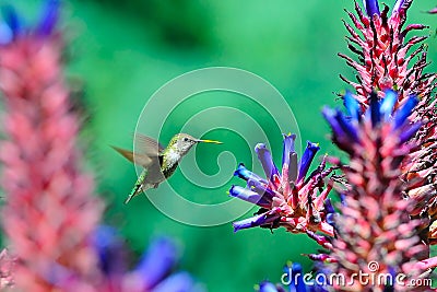 Humming Bird flying around aloe flowers