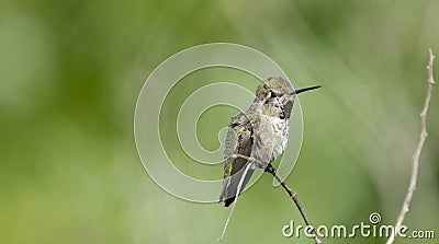 Humming Bird with Green Background