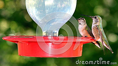 Humming Bird pair perched on feeder