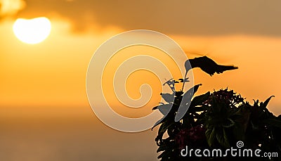 Humming bird in the sunset
