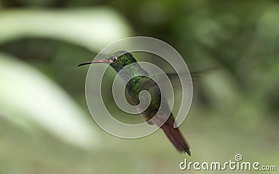 Humming bird suspended in mid-air