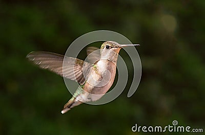 Hummingbird in flight