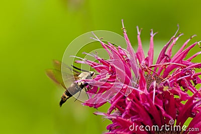 Hummingbird Moth feeding on Bee-Balm Flowers.