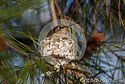 Hummingbird on Nest