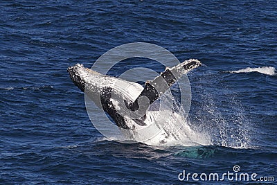 Humpback whale breaching in the Whitsundays