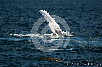 Humpback whale fin