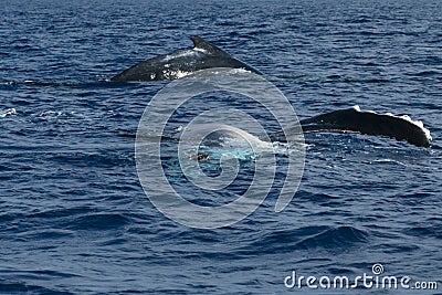 Humpback whale fin and back going down in blue polynesian sea