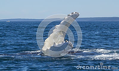 Humpback whale fin