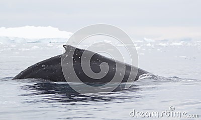 Humpback Whale Fin