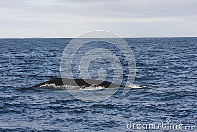 Humpback Whale Fin