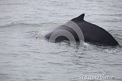 Humpback whale (Megaptera novaeangliae) seen from the boat near