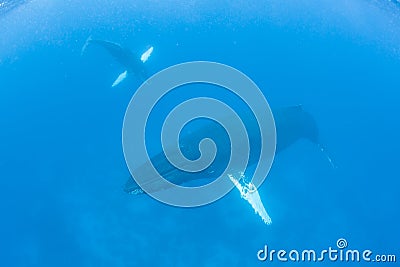 Humpback Whale Mother and Calf