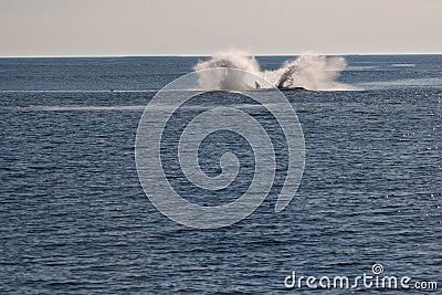 Whale splashing
