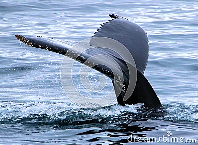 Humpback whale tail fin diving.