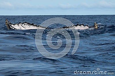 Humpback whale tail going down in blue polynesian sea