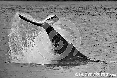 Humpback whale tail splash in black and white