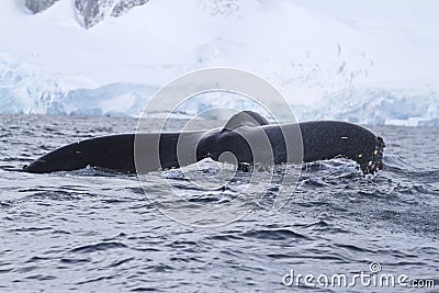 Humpback whale tail, which dives into Antarctic waters