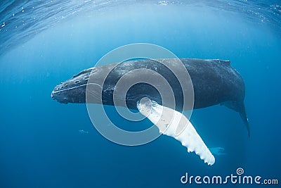 Humpback Whale 2