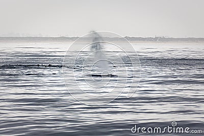 Humpback whales spout