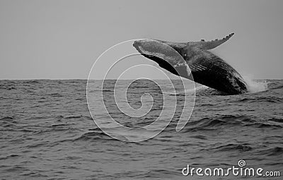 Hunchback Whale